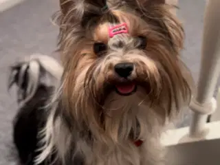 Biewer terrier til parring. 