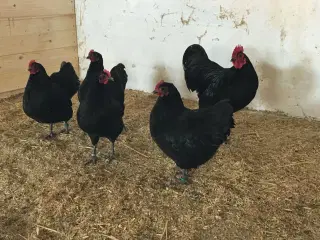 Dværg australorps høner og haner