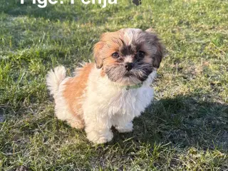 Hvalpe - Shihtzu/malteser - bomuldshvalpe