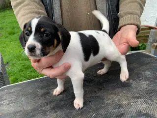 Dansk/Svensk gårdehunde hvalpe 