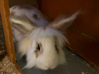 Kanin gives væk til et kærligt hjem 