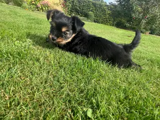 Yorkshire Terrier/ Chihuahua blanding 