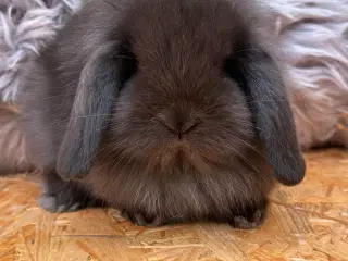 Mini Lion lop
