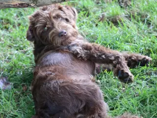 Goldendoodle Doodledoodle Cavapoo