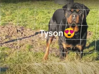 Rottweiler han til Avl