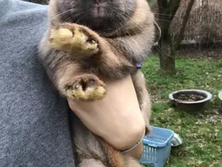 Kælen og tam hun kanin