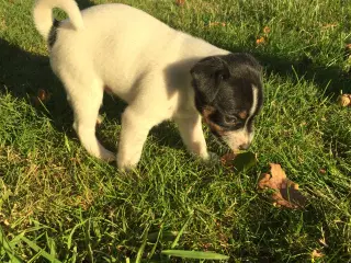 Dansk svensk gårdhund