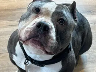 American bully pocket