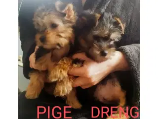 Yorkshire terrier en sød Hun og hund 14 uger.