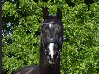 super dejlig hest 