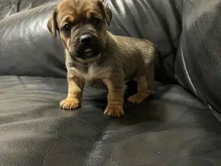 D/s gårdhund- Fransk Bulldog