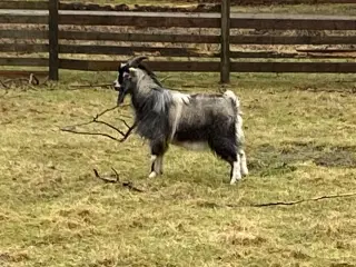 Dværg gedebuk sælges