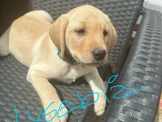 Labrador hvalpe