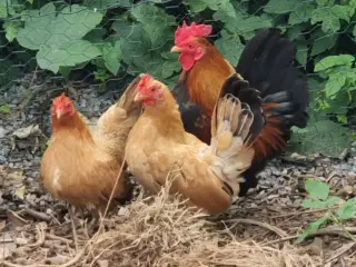 Dværgkok og Høns