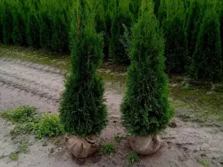 40 stk. Conifers Thuja Smaragd 120-140 cm.