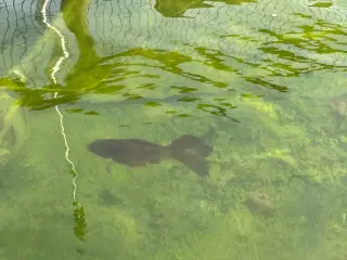 Shubunkin guldfisk 