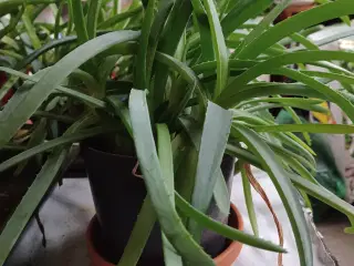 Aloe Vera potteplanter