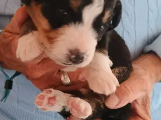 "Mini Berner Sennen"