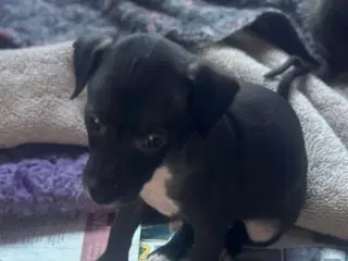 Italiensk mynd/ whippet 