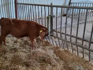 Jersey tyre kalve sælges - 3 måneder gamle - 5 stk