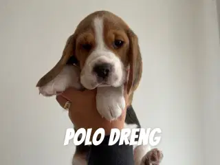 4 Beagler Hvalper