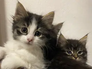 Polydactyl Maine coon killinger
