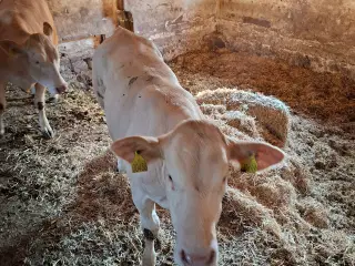 3 stk. flotte pollede blonde kvier