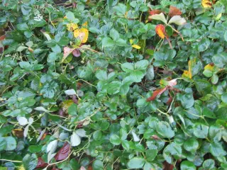 gratis - ca. 20 store jordbærplanter, selvopgrav