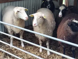 Får