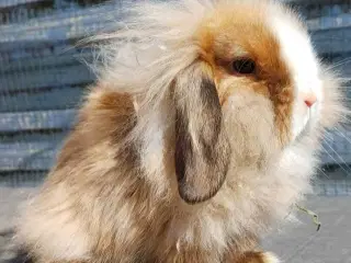 Lionlop unge