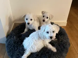 Malteser/Bichon hvalpe