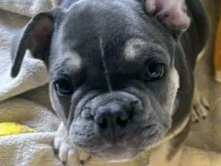 Fransk Bulldog Hvalpe