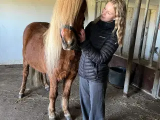 Islænder vallak 