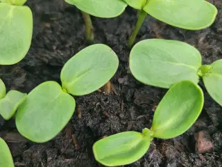 Solsikke planter 