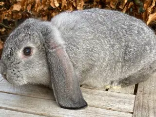 FRANSK VÆDDER HUN CHINCHILLA