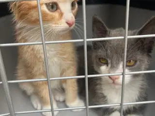 Katte redet og søger nyt hjem