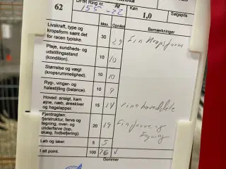 Rugeæg