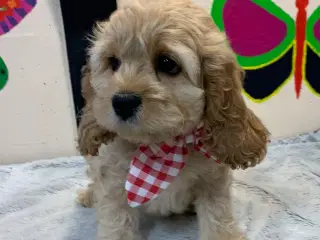 Amerikansk Cockapoo pige