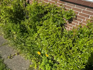 Gratis planter