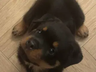 Rottweiler Hvalp Han