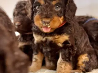 Mini Cockapoo F1b