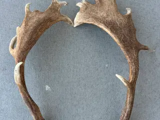 Store flotte kastestænger fra dåhjort sælges