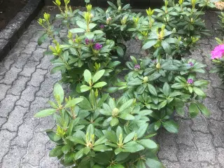 Rhododendron R. Catawbiense Grandiflorum