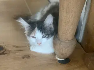 Maine coon blanding polykillinger
