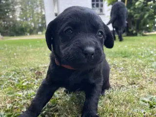 Labradorhvalpe sælges