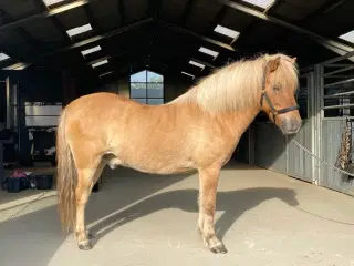 Islænder hest til hele familien