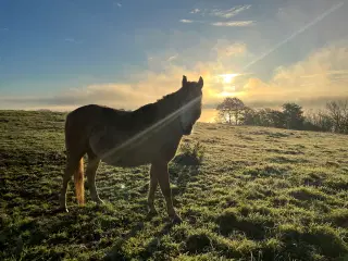 Palomino pony