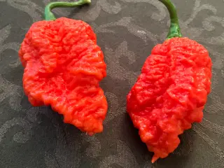 chili frø -se tekstfelt
