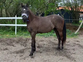 Cera Rame, vallak, 2 år