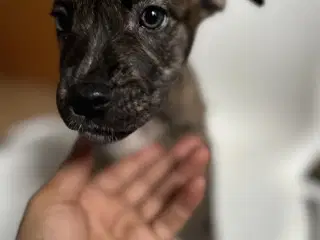 5 skønne hvalpe søger nyt, kærligt hjem 🐶 